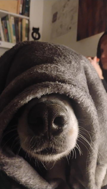 A dog whose face is obscured by a blanket, only the nose and mouth are visible.

What wisdom will she bestow upon you?
