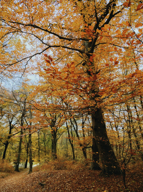 Autumnal tree in the forests around budapest