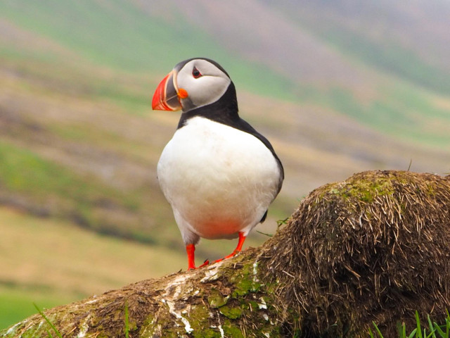 A puffin standing on a small, mossy hill with mountain slopes in the background.