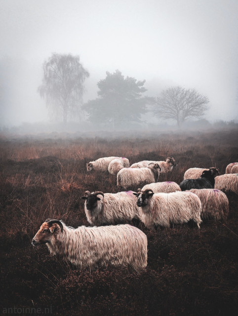 A large flock of sheep in a misty, atmospheric landscape. 

The sheep are mostly cream or off-white with thick, shaggy coats. There are several dark-faced or entirely black sheep interspersed throughout the group, adding contrast. 

Heavy fog or mist dominates the upper half of the frame, obscuring the distance and creating a moody, somewhat mysterious aesthetic