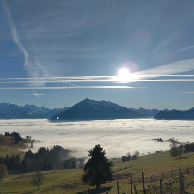 A tree with view over a valley filled with clouds and mountains around