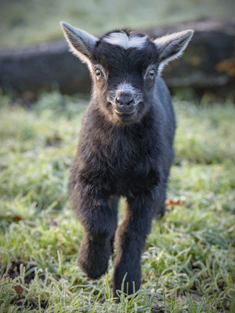 Adorable baby goat running towards the camera.