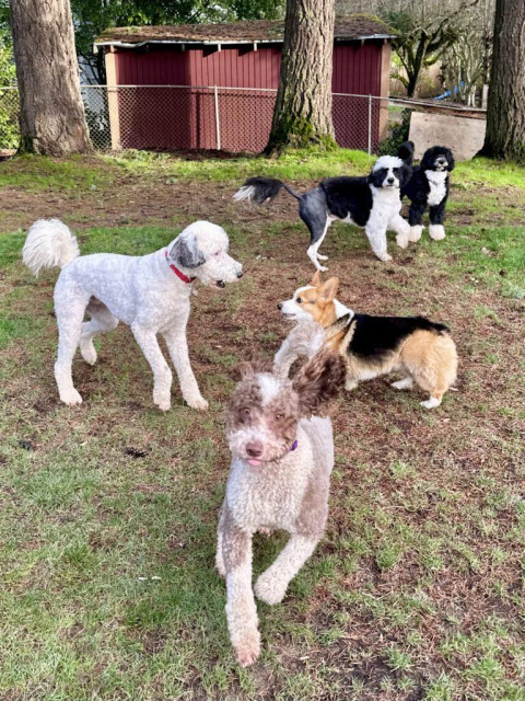 Five dogs run and bark playfully in the yard.