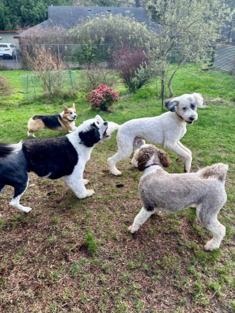 Four dogs chase across the yard and one takes his barking very seriously.