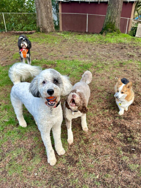 Four smiling dogs play in the yard, one has a ball and the others want to get it!