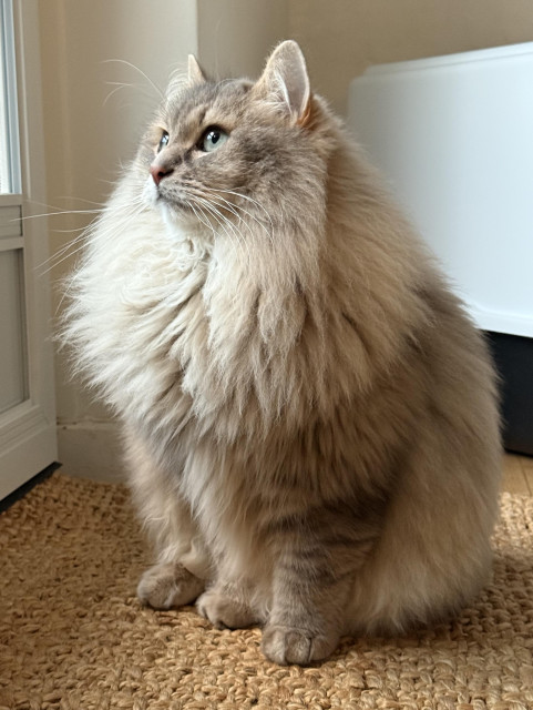 Closeup of a grey Siberian cat (Knold) sitting upright on a doormat in front of a terrace door. He is looking at something outside. He is very fluffy, especially his large mane.
