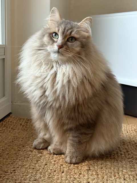 Closeup of a grey Siberian cat (Knold) sitting upright on a doormat in front of a terrace door. He is looking directly at the camera. He is very fluffy, especially his large mane.