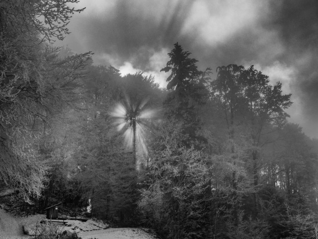 A black and white image of a misty forest, featuring tall trees with light rays breaking through the foliage. The mist has frozen on the trees and there is snow on the ground. The sky is cloudy. I took this photo yesterday during a hike to a point above the cloud level. 