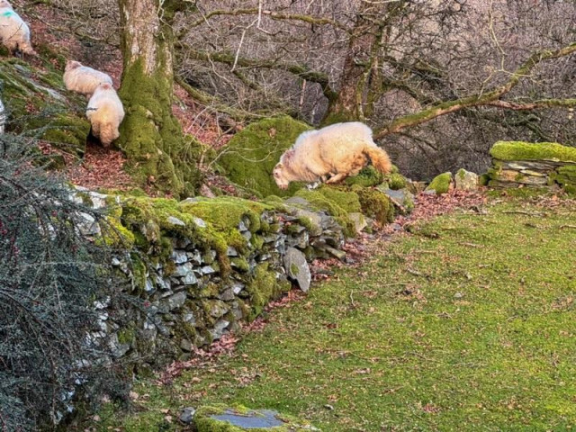 A sheep jumping over a moss-covered dry stone wall after we inadvertently spooked it while it had stolen into the garden for some lawn grass. On the other side of the wall is a track and bank with moss covered trees and three other sheep.