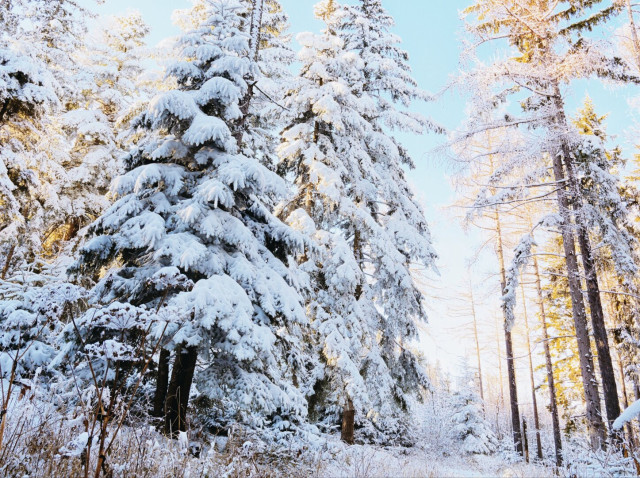 Snowy forest in the semmering region, lower austria