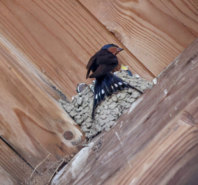 A barn swallow, distinguished by its dark blue back, brown head, and white-spotted tail feathers, is perched at the entrance of a mud nest tucked under wooden eaves. Inside the nest, at least two chicks are visible, with one chick having its beak wide open, awaiting food.