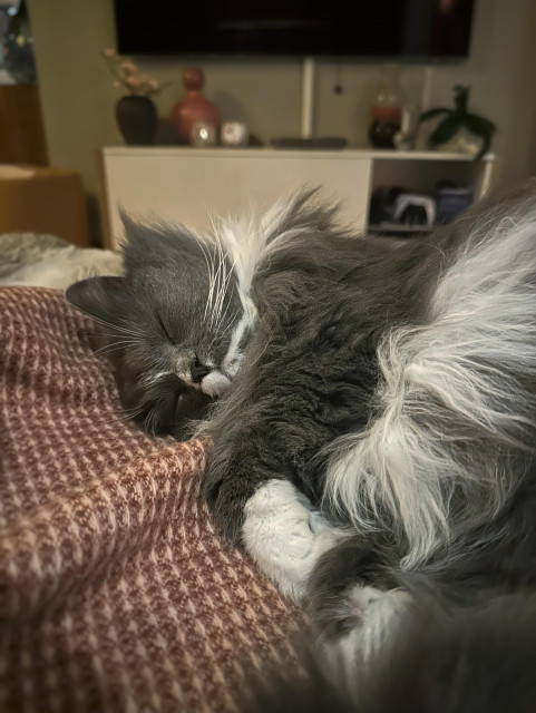 En grå och vit långhårig katt ligger på en varmrosa yllefilt och sover.