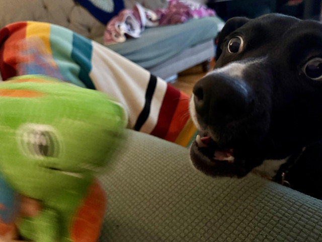 Bubbles the dog, looking agog with happiness as her new favorite toy makes a reappearance.