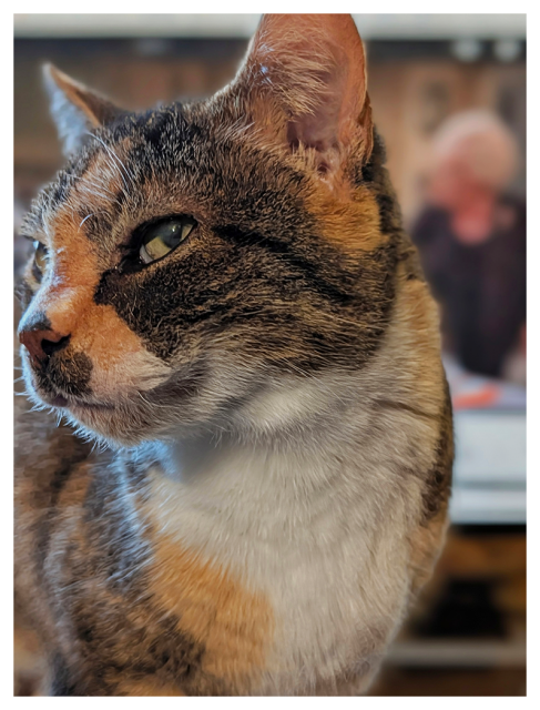 close-up of a tabby/calico cat with green eyes looking to the left. background is blurred, showing Doris Roberts on Everybody Loves Raymond on a monitor on wood desk. 