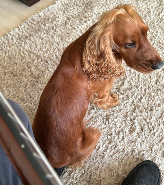 I'm sat on the sofa playing my guitar and looking down at my foot where a golden cocker spaniel dog has parked his butt. He does this to keep tabs on me. He now knows I can't go anywhere without him.