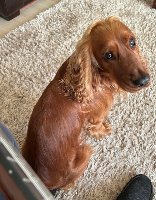 I'm sat on the sofa playing my guitar and looking down at my foot where a golden cocker spaniel dog has parked his butt. He does this to keep tabs on me. He now knows I can't go anywhere without him. He's looking up at me with eyes that would melt the coldest heart.