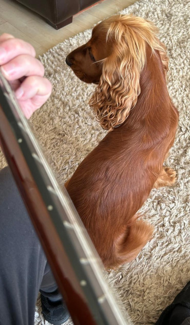 I'm sat on the sofa playing my guitar and looking down at my foot where a golden cocker spaniel dog has parked his butt. He does this to keep tabs on me. He now knows I can't go anywhere without him. He's waiting for me to stop playing so that he'll either get fed or go walkies.