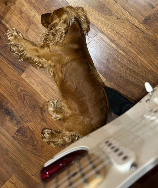 I'm standing on a wood floor playing my guitar and looking down at a golden cocker spaniel dog who has lay down on my foot. He does this to keep tabs on me. He now knows I can't go anywhere without him. If I move he'll wake up and expect some kind of reward for his suffering.