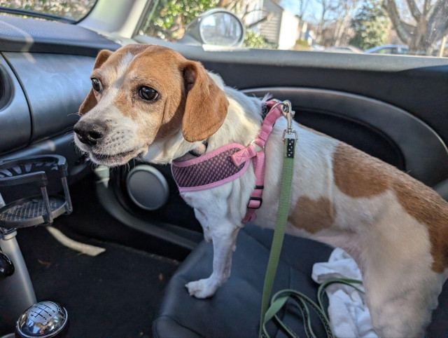 Sweet brown and white girl dog in car
