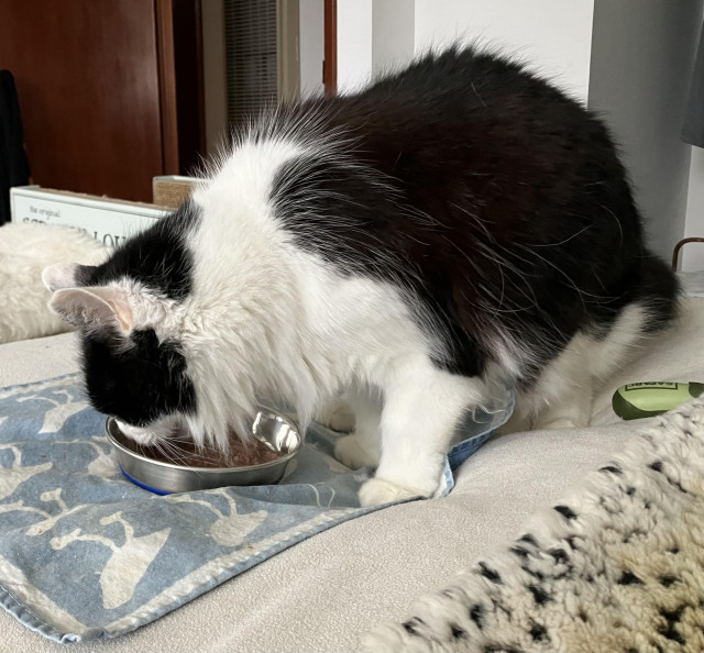 A medium-hair tuxedo cat, chowing down at his food bowl placed on a  placemat on a bed. 