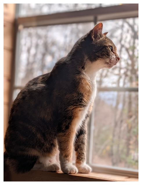 calico/tabby cat sits on a wooden windowsill, gazing outside. blurred trees on an overcast day are visible through the window.


