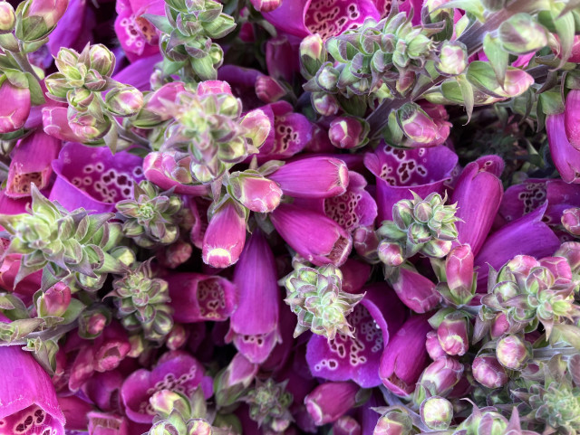 A bunch of purple  foxglove booms. 