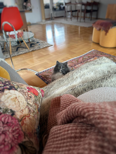 En katt ligger nedanför en soffa och tittar uppmärksamt in i kameran. I soffan ligger en halvt ihopvikt filt.