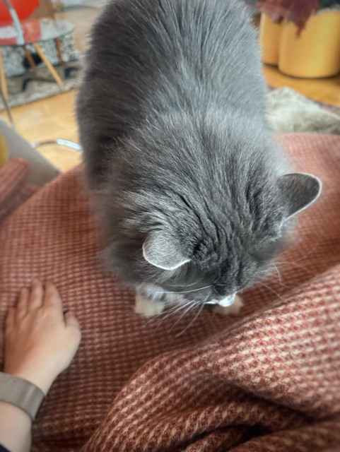 Katten har hoppat upp och trampar på en yllefilt.