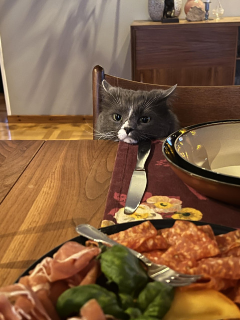 Katt sitter på stol vid ett bord och stirrar intensivt på charkbrickan mitt på bordet.