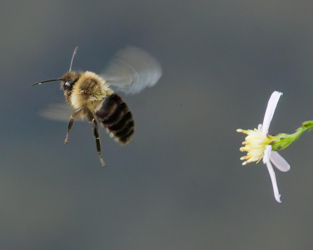 A bee flies with motion-blurred wings near the center right with a small flower with white petals enters from the left with an indistinct background