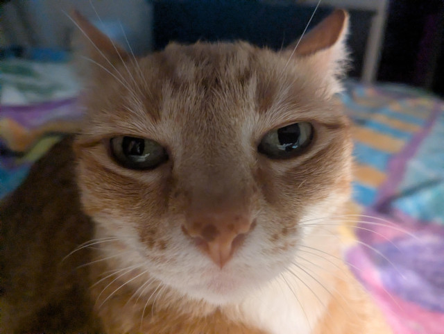 The face of a orange cat. 