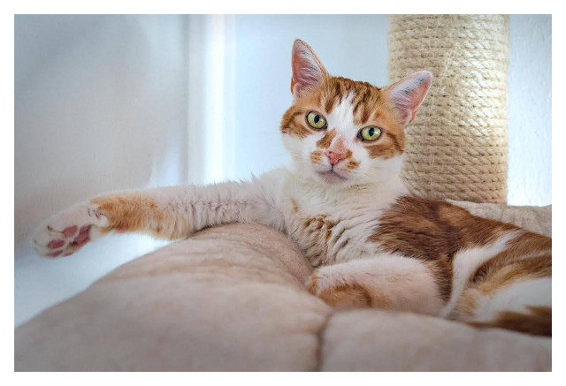 A cute orange and white tabby cat is lounging relaxed on a beige cushioned cat tree platform. The cat has striking green eyes gazing directly at the camera with a calm, slightly curious expression. Its fur features classic ginger stripes on the head and back, with large white patches on the face, chest, and belly. One front paw is playfully extended forward, as if reaching out, while the other paws are tucked comfortably underneath its body. In the background, a sisal-wrapped scratching post is visible, softly lit by natural daylight.