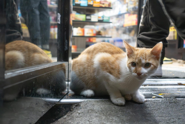 A small orange-and-white cat sits in the open doorway of a shop. Shelves and the legs of customers are visible in the background.