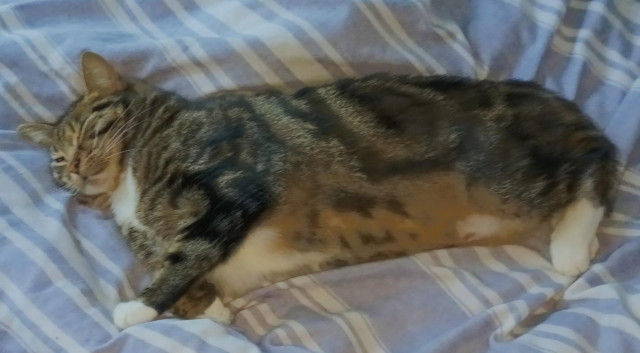 A tabby and white cat sleeping.