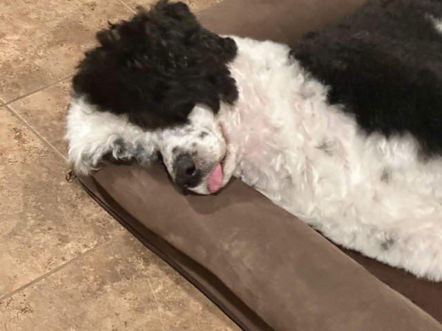 A curly haired dog lies sleeping on a dog bed with the tip of his tongue protruding.