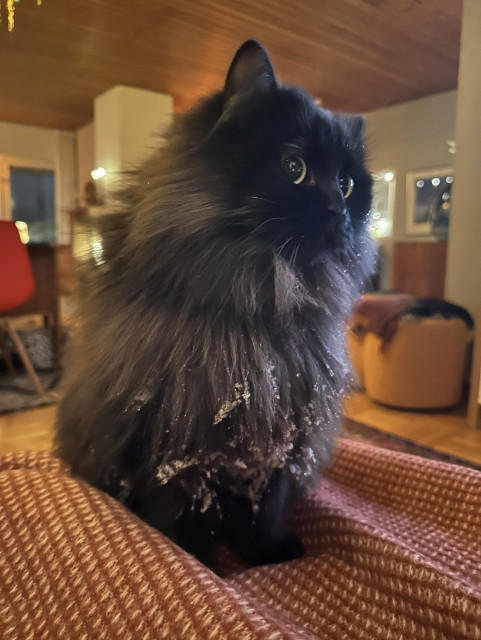 En svart långhårig katt med snö i pälsen 