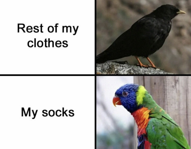 A two-panel meme comparing wardrobe choices. The top panel shows a solid black bird with the text "Rest of my clothes." The bottom panel shows a colorful Rainbow Lorikeet with the text "My socks."