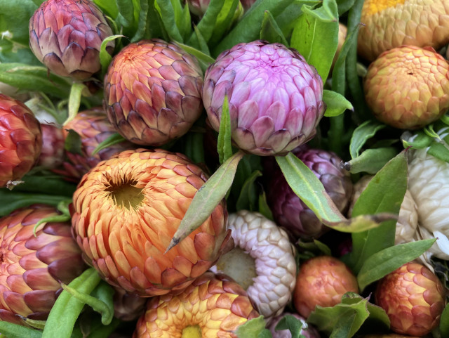 Strawflowers in assorted colors: yellow, pink, white.