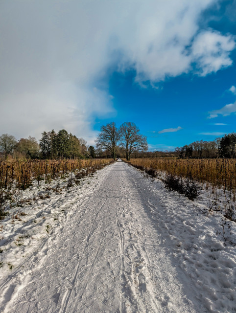 A serene, snowy landscape featuring a straight path that stretches toward the horizon. The scene is characterized by a striking contrast between the bright, snow-covered ground and the dynamic sky above.

A wide, snow-packed trail dominates the foreground and center, showing faint tracks from previous travelers. It creates a strong leading line that draws the eye directly toward two prominent, bare trees in the distance.

Flanking the path are fields of tall, dried sunflowers stalks, their golden-brown hues providing a warm contrast to the white snow. To the left and right, dense clusters of dark evergreen and deciduous trees frame the horizon.