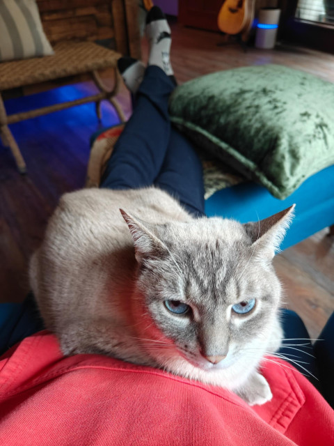 My POV of a cat laying in my lap.