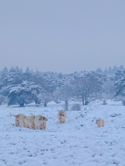 Six Charolais cattle are scattered across the heath, with four grouped closely on the left and two others, an adult and one small calf standing further apart to the right. A thick, overcast sky hangs low over the scene. Their creamy light coats blend into the snowy environment.

The ground is completely blanketed in deep, textured snow, covering the heather. A dense line of frost-covered trees sits in the background. The evergreens and deciduous trees are heavily laden with snow, creating a "winter wonderland" effect.