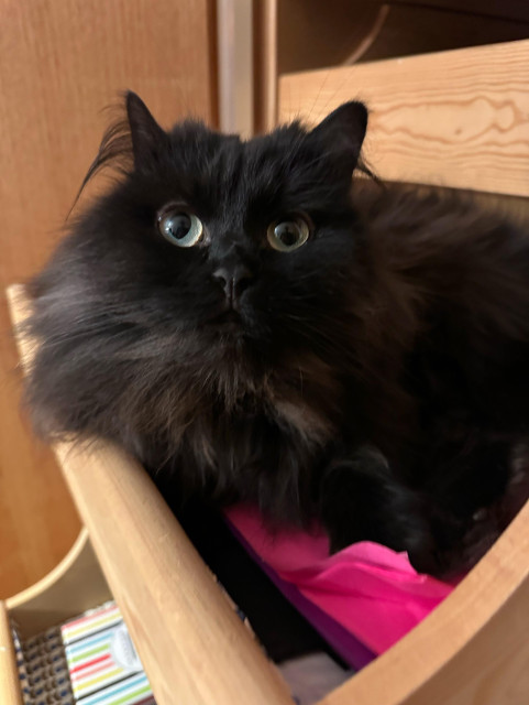 En svart långhårig katt ligger i en utdragen garderobslåda i trä och tittar mot kameran 