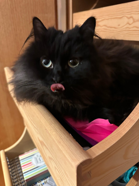 En svart långhårig katt ligger i en utdragen garderobslåda i trä och tittar mot kameran med en rosa tunga utsträckt