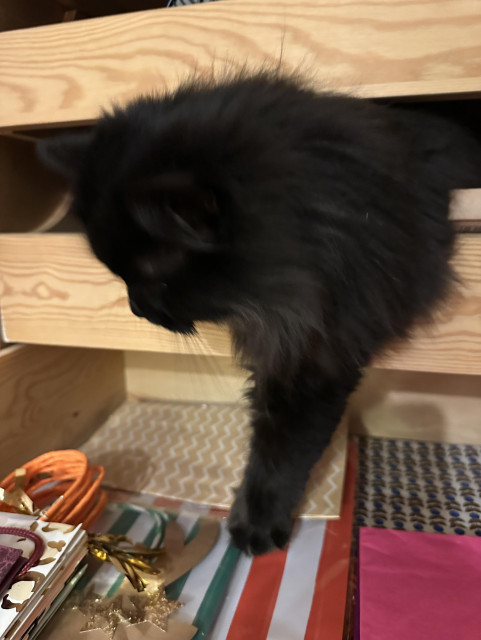 En svart långhårig katt ligger i en utdragen garderobslåda i trä och leker med innehållet 