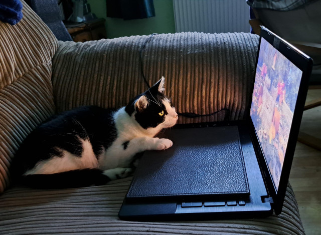 A black and white cat is sitting on a sofa, with her front paws on a laptop, which is also on the sofa. She is staring intently at the screen, which is showing a video of birds and squirrels in a garden