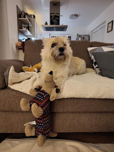 A terrier lying on a sofa, with his dog plushy dangling dangerously from the edge, gripped by his paws.