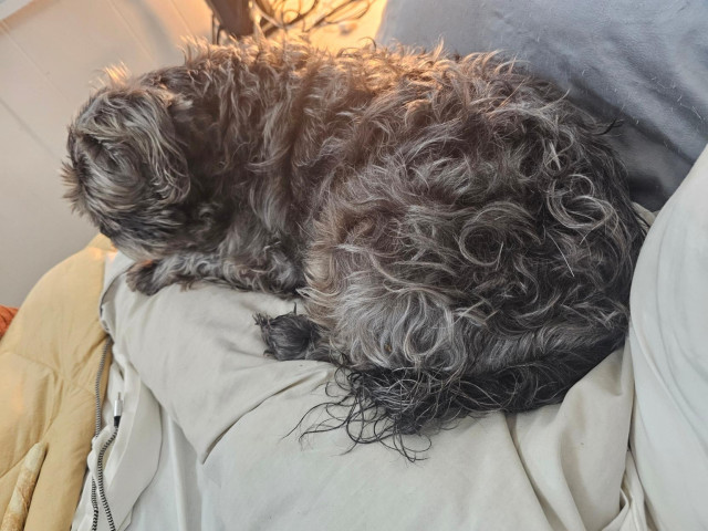 A wet gray shih tzu is drying on a pillow. His hair is very curly when wet. I should have saved this for texture Tuesday.