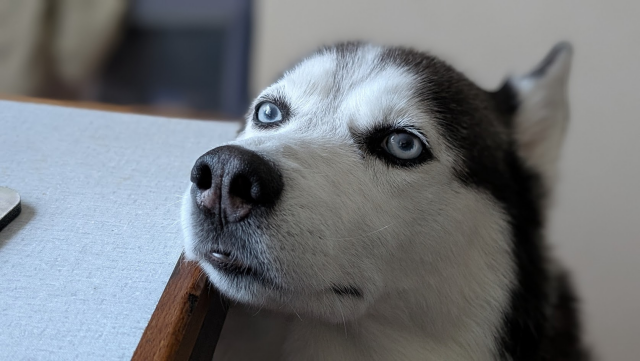 A husky dog with white face, dark speckled coat, and pale blue eyes. Her chin is resting on the corner of a desk and she's looking up at whoever's sat there. Perhaps she looks a little disgruntled.