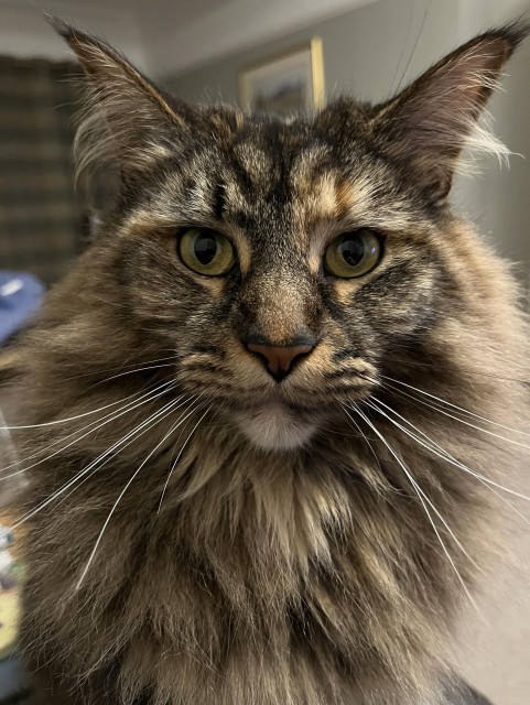 A furry cat impatiently awaiting the arrival of the cat treat tin.