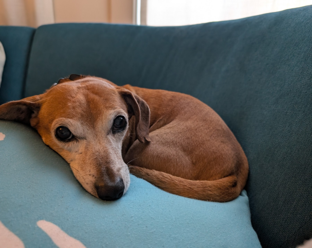 a dachshund-mix is curled up on top of a pillow on a teal couch